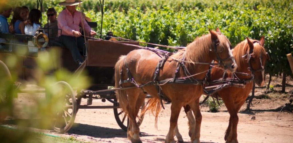 Tren Sabores del Valle