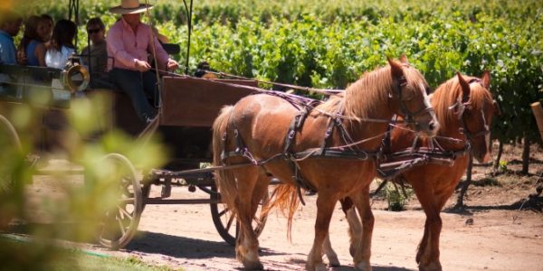 Tren Sabores del Valle